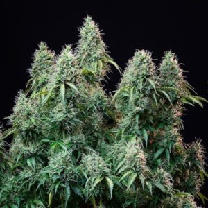 amnesia-haze-automatic_1024x
