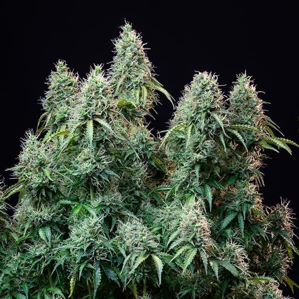 amnesia-haze-automatic_1024x amnesia-haze-automatic_1024x