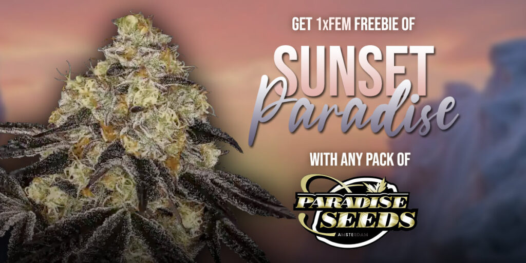 attitude-paradise-sunsetparadise-feb2025-slider