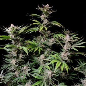 cherry cola auto Fast buds