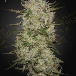 HIGHCLOUDZ_AUTO-800X1048_WEB_ig6e-b3